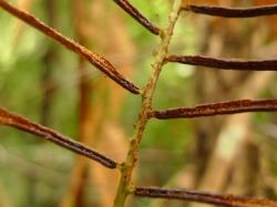 Blechnum filiforme. Stalked, fertile pinnae.
 Image: L.R. Perrie © Leon Perrie CC BY-NC 3.0 NZ